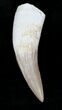 Fossil Plesiosaur Tooth - Partial Root #22650-1